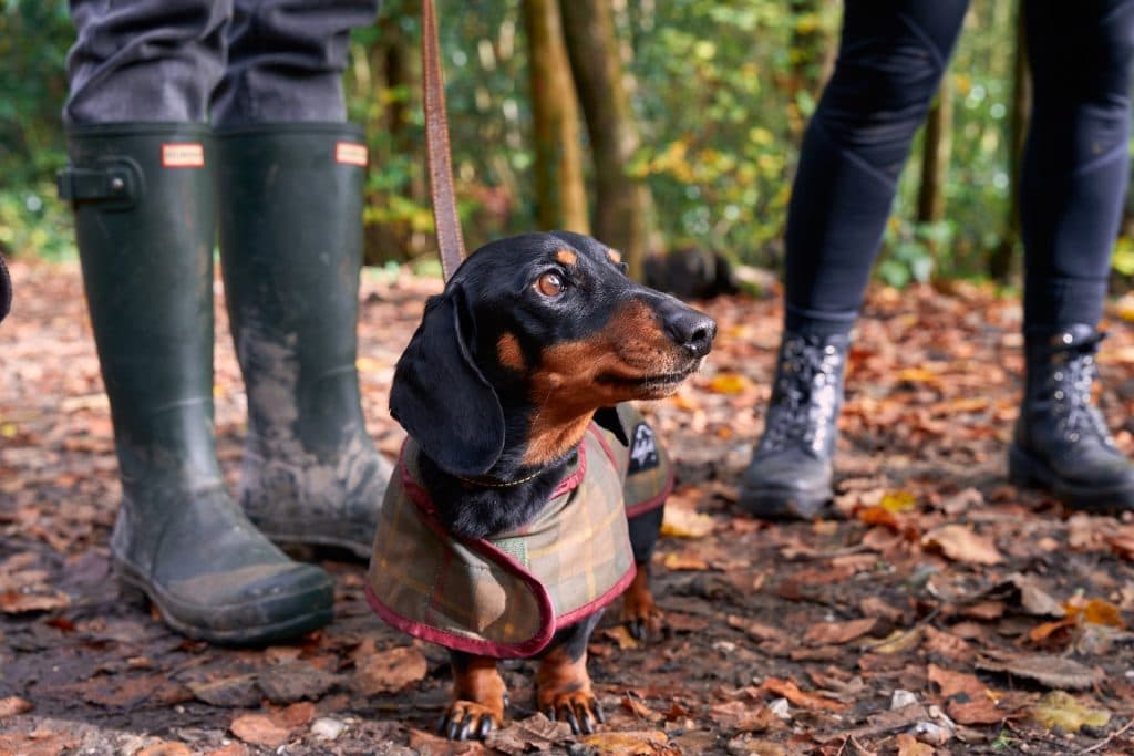 Cover Image for Paws for a cause